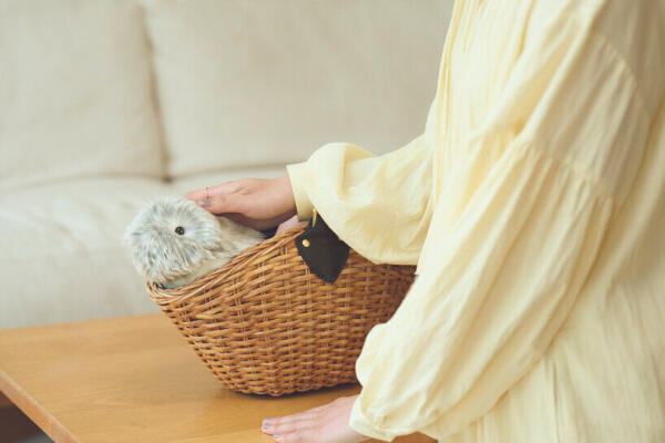 Liệu Moflin có phải là bước tiếp theo trong “vật nuôi ảo” như Tamagotchi hay Paro? — So sánh Moflin với các mô hình robot hỗ trợ cảm xúc/voodoo pets trước đây.