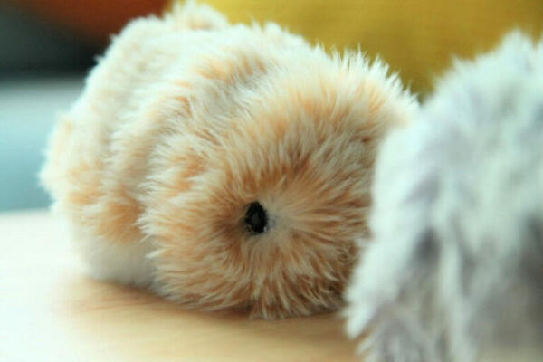 Sự phát triển tính cách Moflin qua 50 ngày đầu — từ “tiếng kêu trầm” đến “tiếng rên rỉ cảm xúc”: cách tương tác ảnh hưởng đến hành vi của nó.