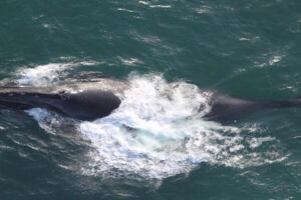 Các nhà khoa học đang săn tìm hóa thạch voi ma mút đã phát hiện cá voi ở cách bờ biển 400 km.