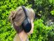 So sánh Sony WH-1000XM6 với các đối thủ: Bose QuietComfort Ultra và Bowers & Wilkins Px7 S3