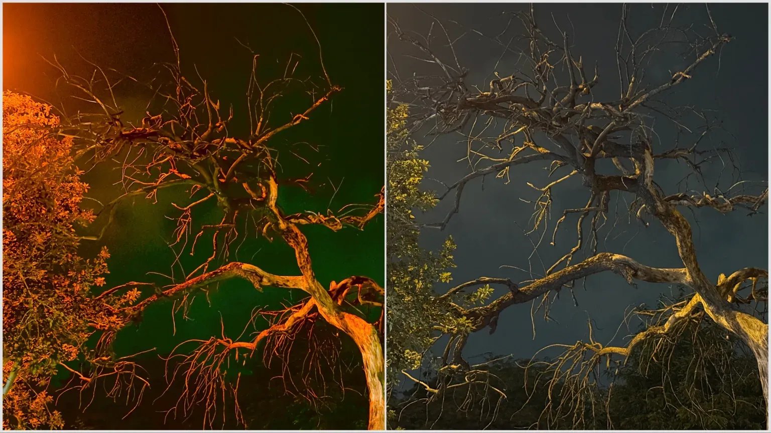 VSCO-capture-app-sample-tree